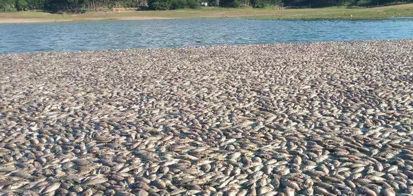 16藍靈的純氧溶氧器為何“難產(chǎn)”？3