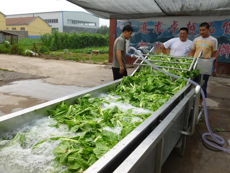 21白菜清洗機(jī).jpg