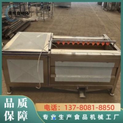 商用根莖類毛輥清洗機 毛刷自動清洗去皮機 蔬菜土豆蘿卜蓮藕海蠣