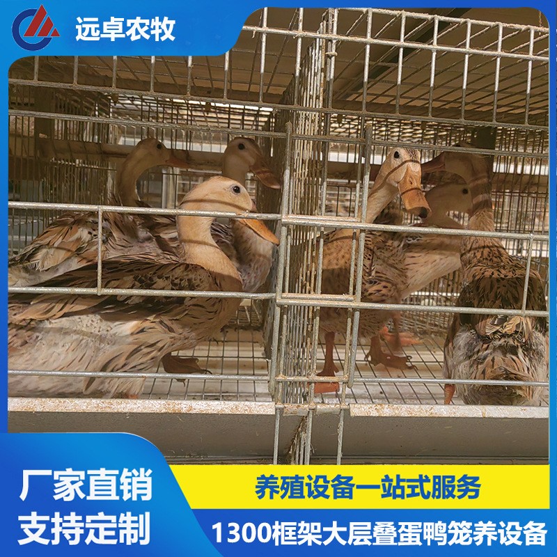 全自動撿蛋蛋雞養雞場設備 安徽宣城四列五層疊蛋鴨籠自動化