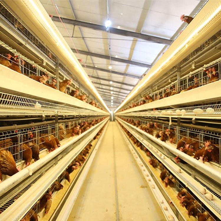 大型養雞場自動養雞設備現代化智能養雞系統四層層疊式全自助雞籠