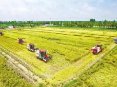 荊楚糧倉十二連豐 新時(shí)代魚米之鄉(xiāng)麥谷盈疇