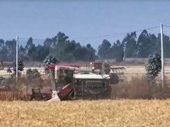 云南祿豐：統(tǒng)籌調(diào)度農(nóng)機 8萬畝小麥陸續(xù)收割